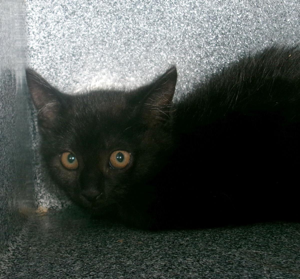 Lentil
