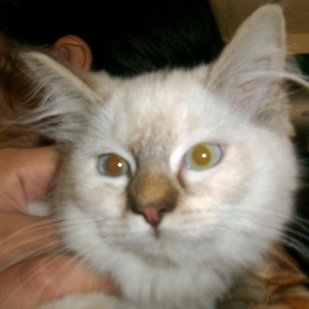 Odette