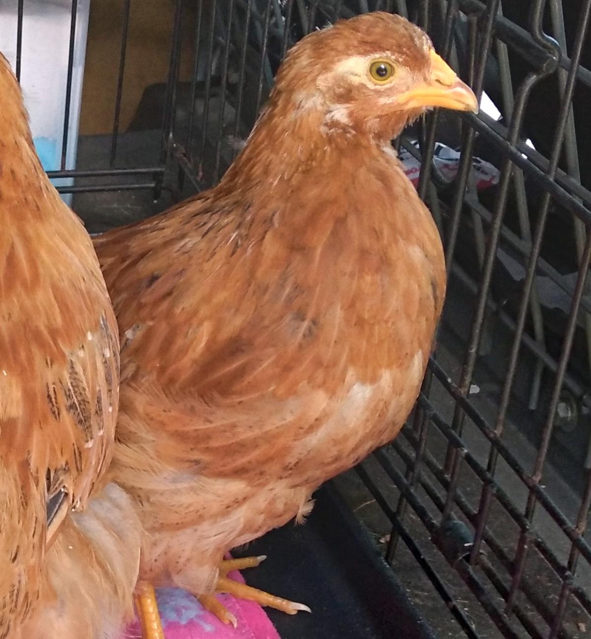 Mandilori-Hen