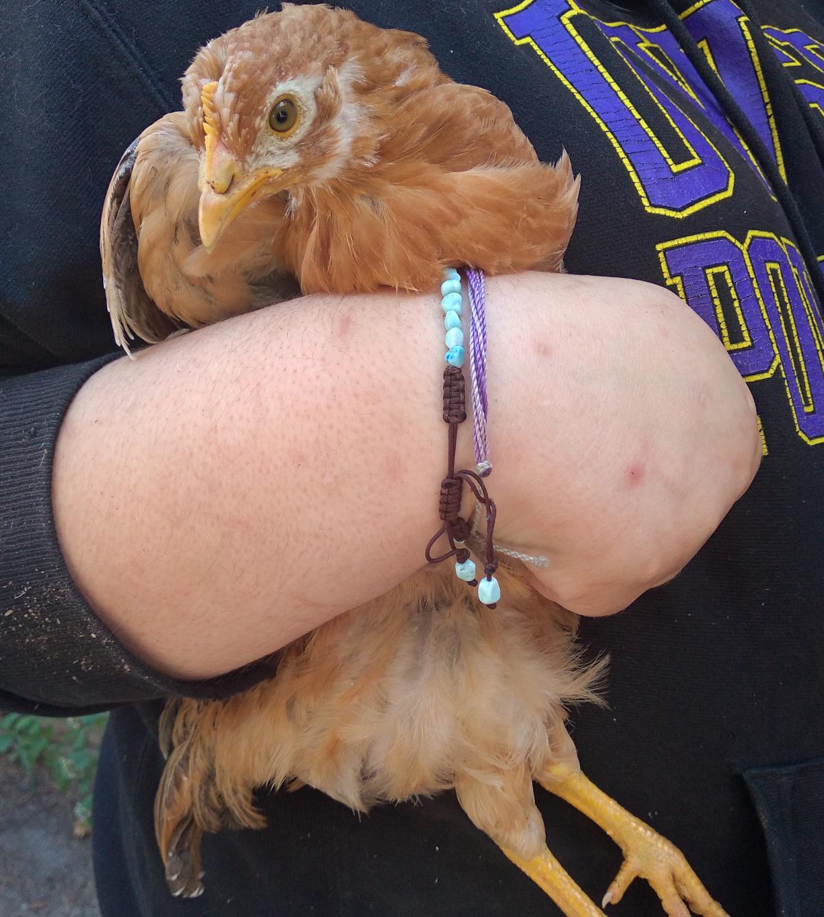 Cluck Norris