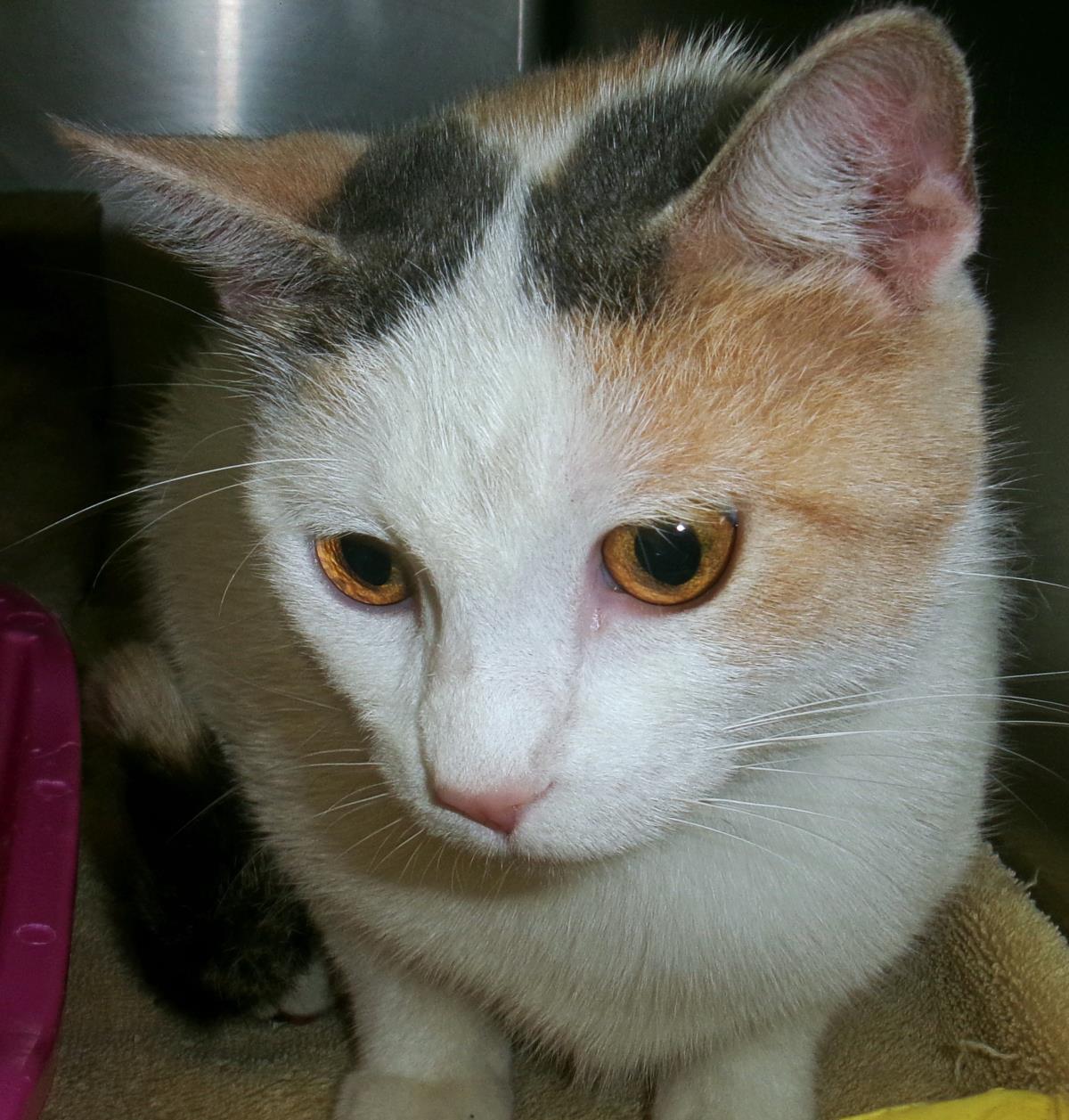 Princess (Hspc Glasya)