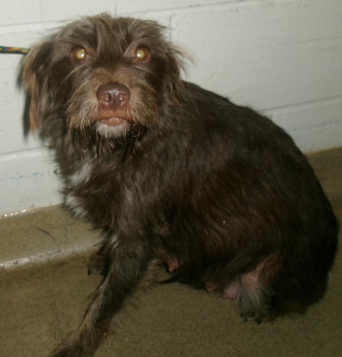 Hershey (Hspc Avril)