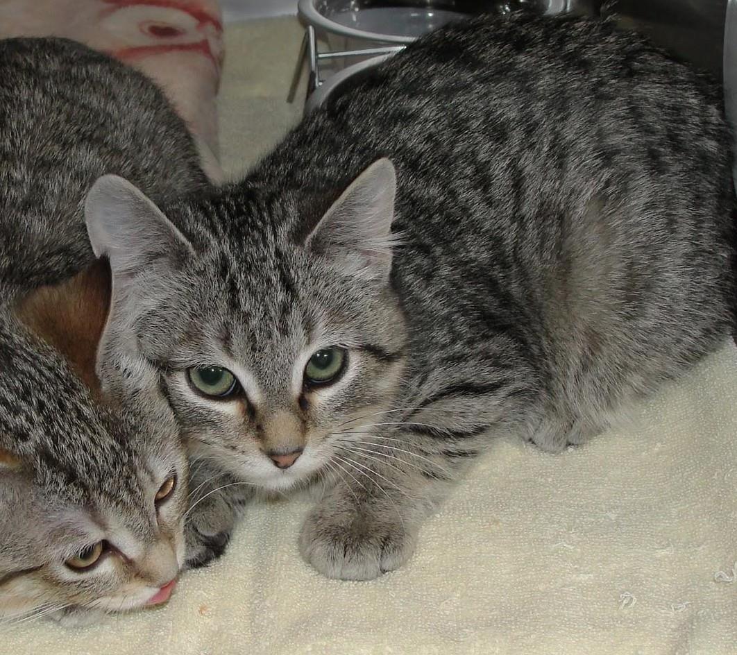 Athens (At Starry Night Cat Cafe)