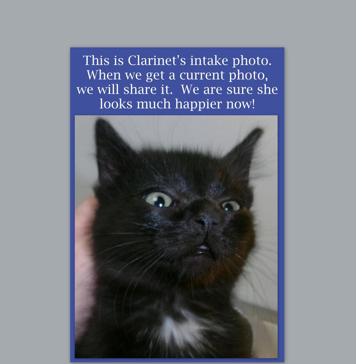 Clarinet (At Starry Night Cat Cafe)