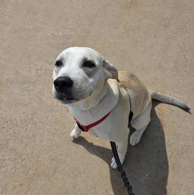 Daphne