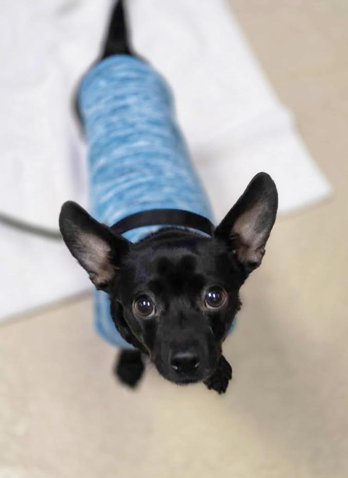 Espresso (Little Bean)