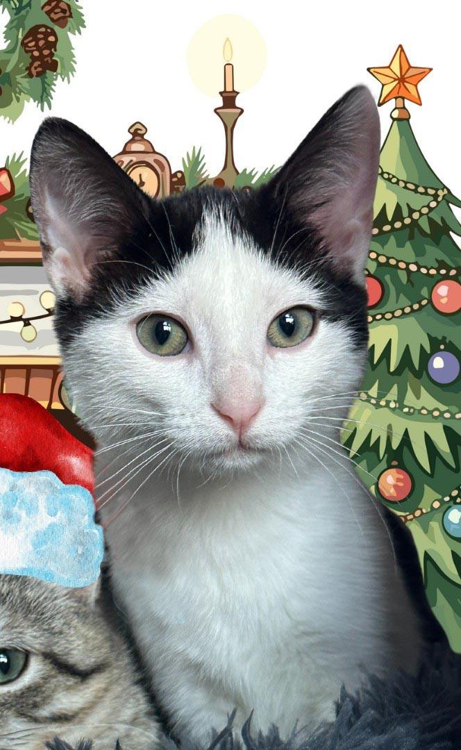 Harmonium (At Starry Night Cat Cafe)