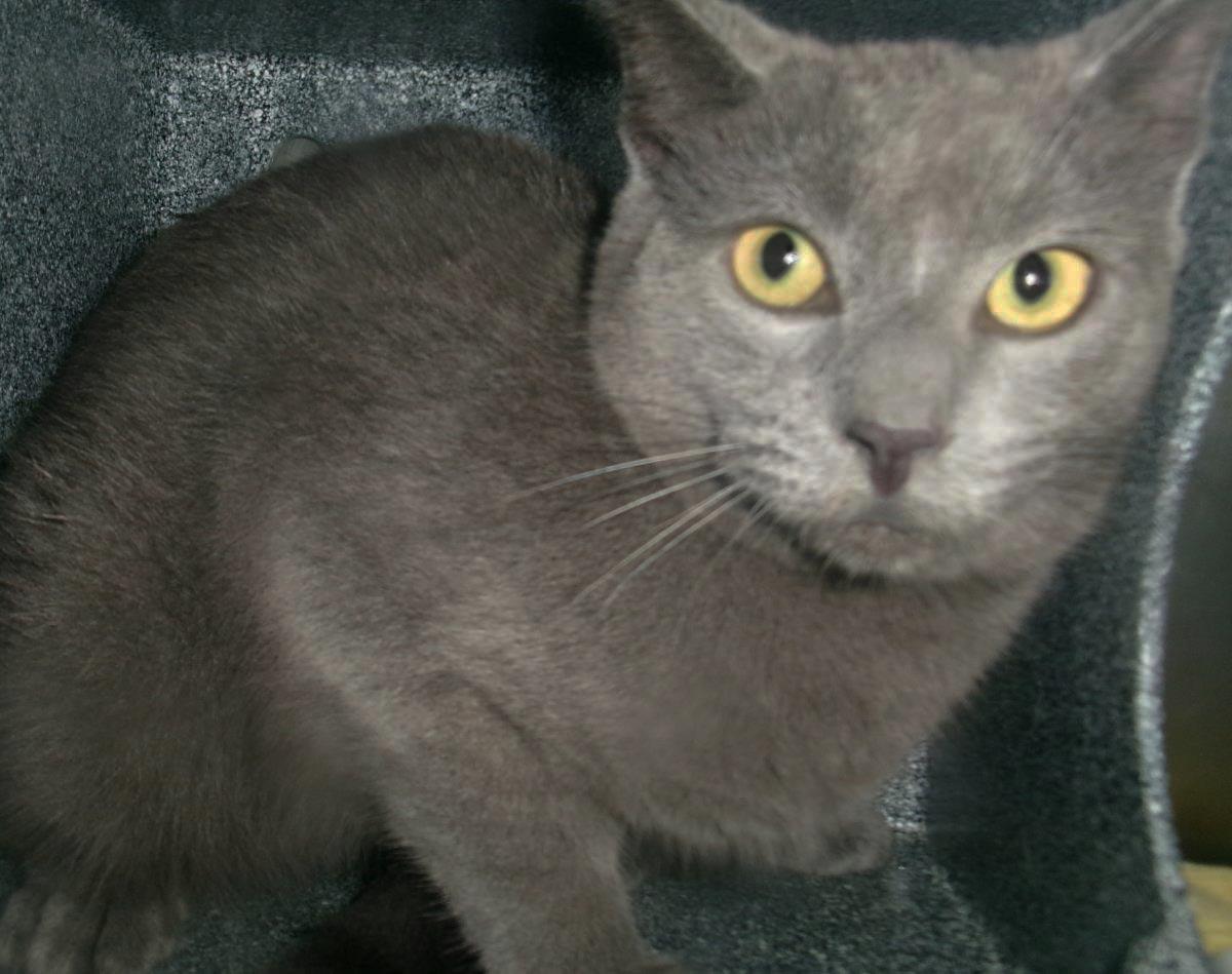 Hiccup (Working Cat)