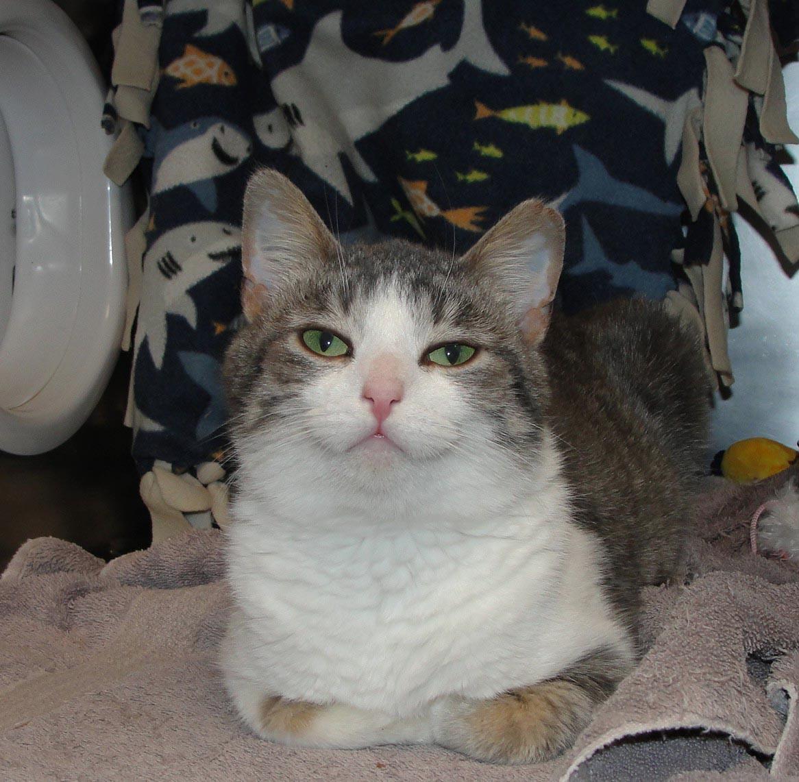 Hobbes (At Starry Night Cat Cafe)