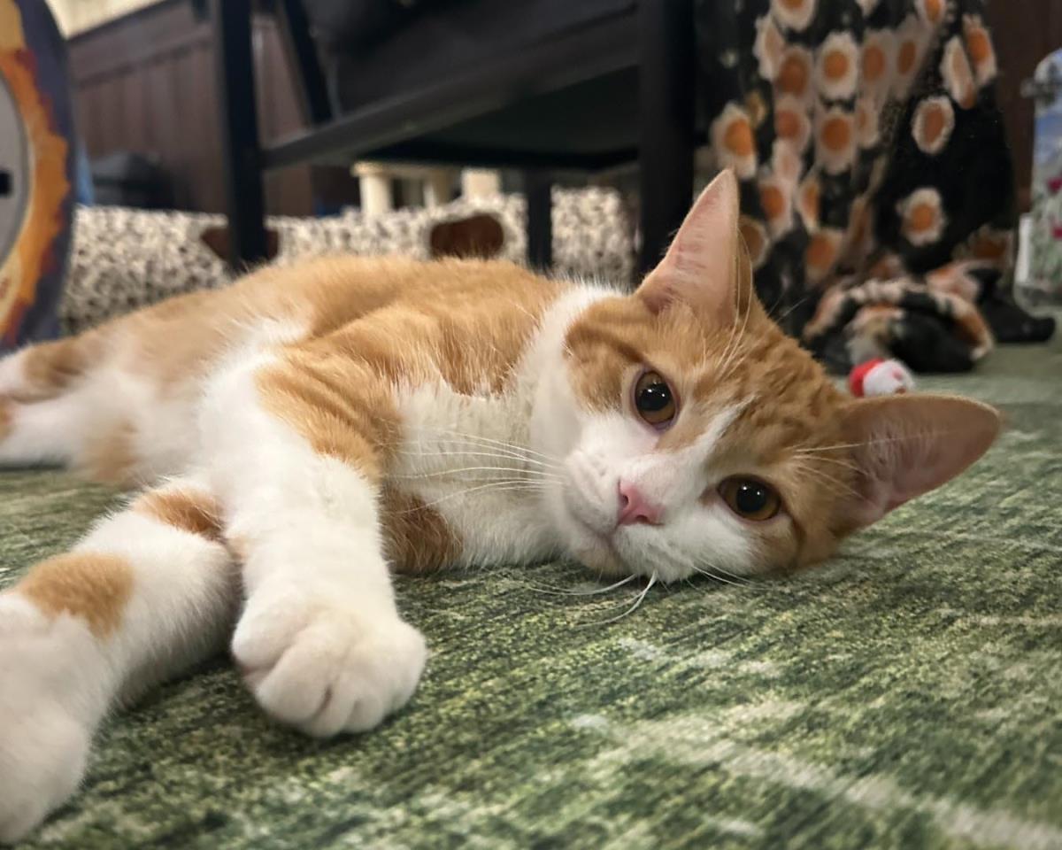 Ikebana (At Starry Night Cat Cafe)