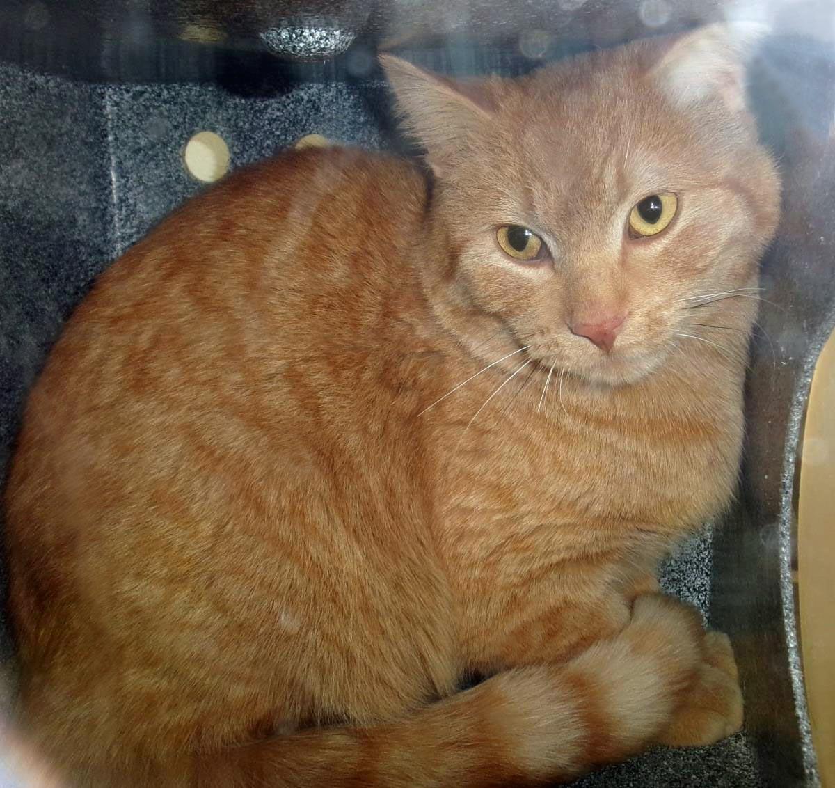 Neil (Working Cat)