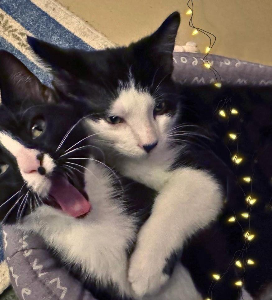 Oboe (At Starry Night Cat Cafe)