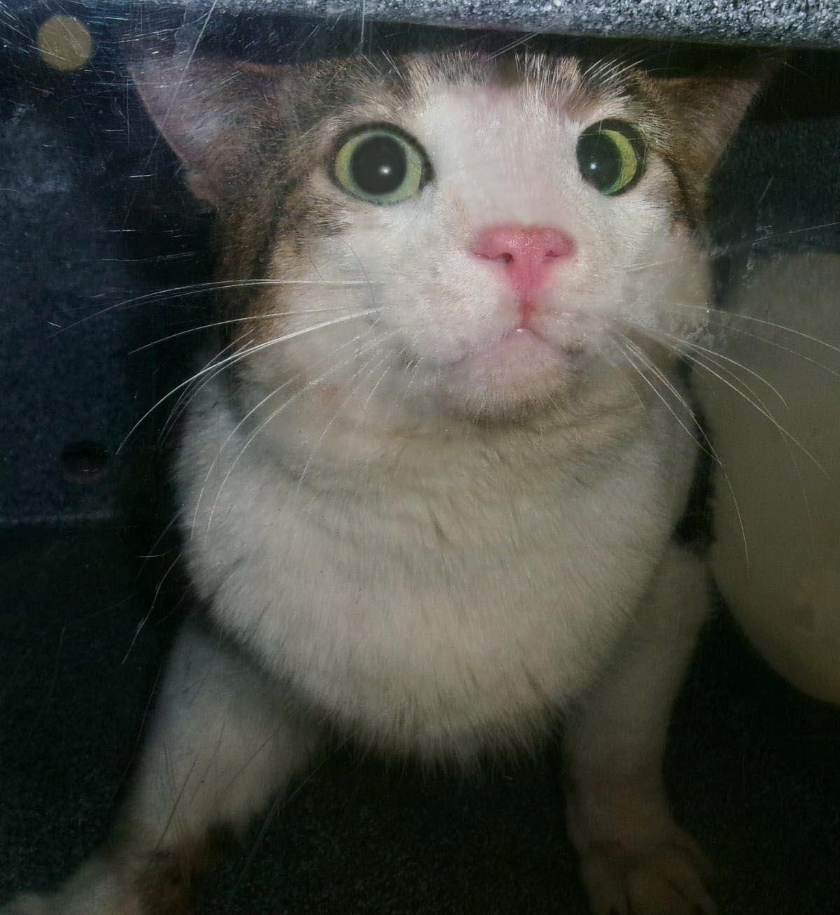 Tabaxi (Working Cat)