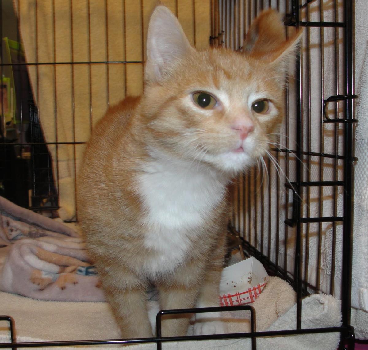 Wilson (At Starry Night Cat Cafe)