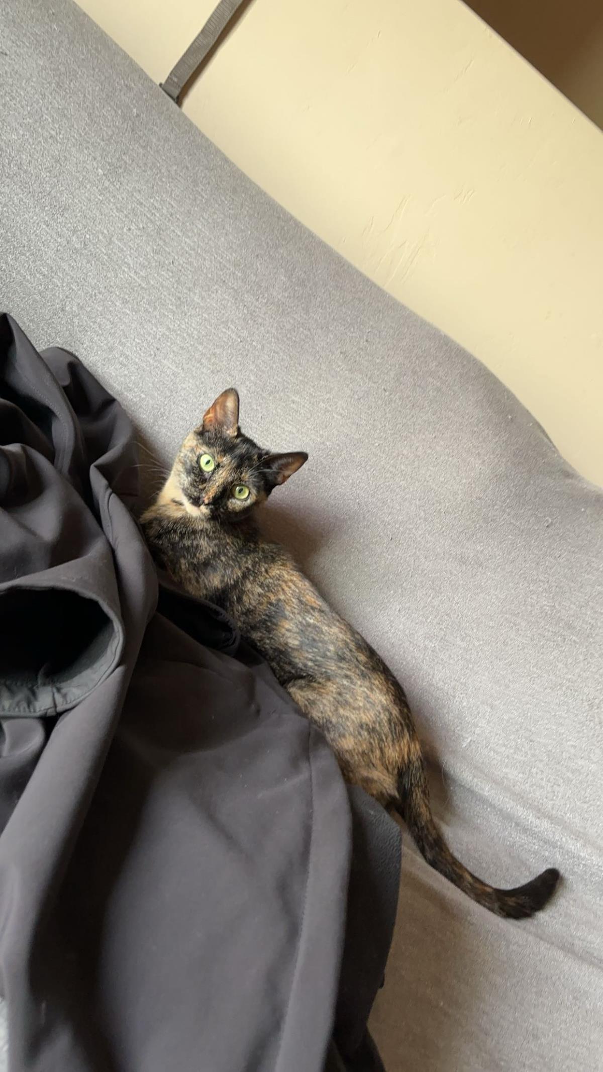 Bella