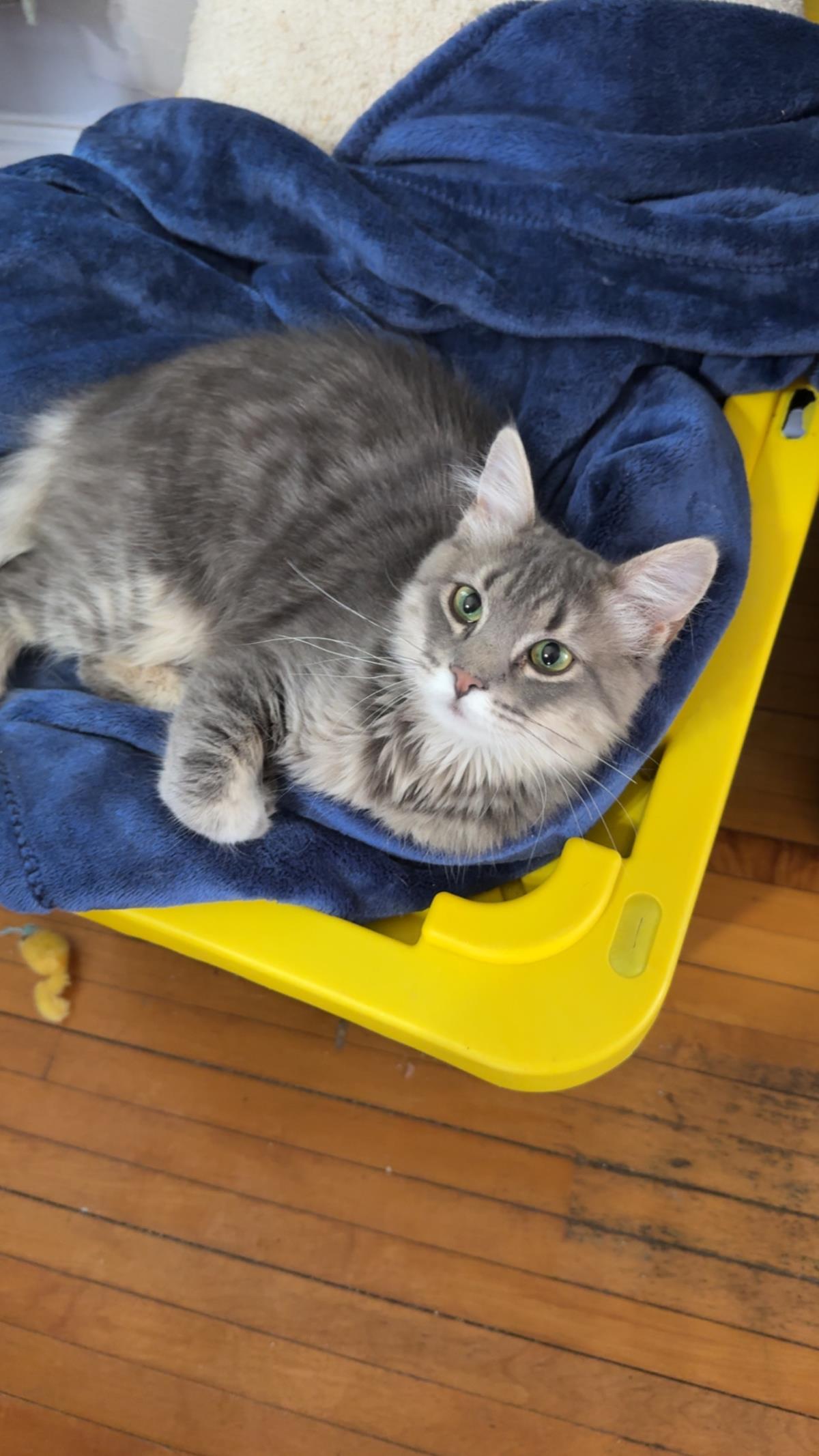 Stella