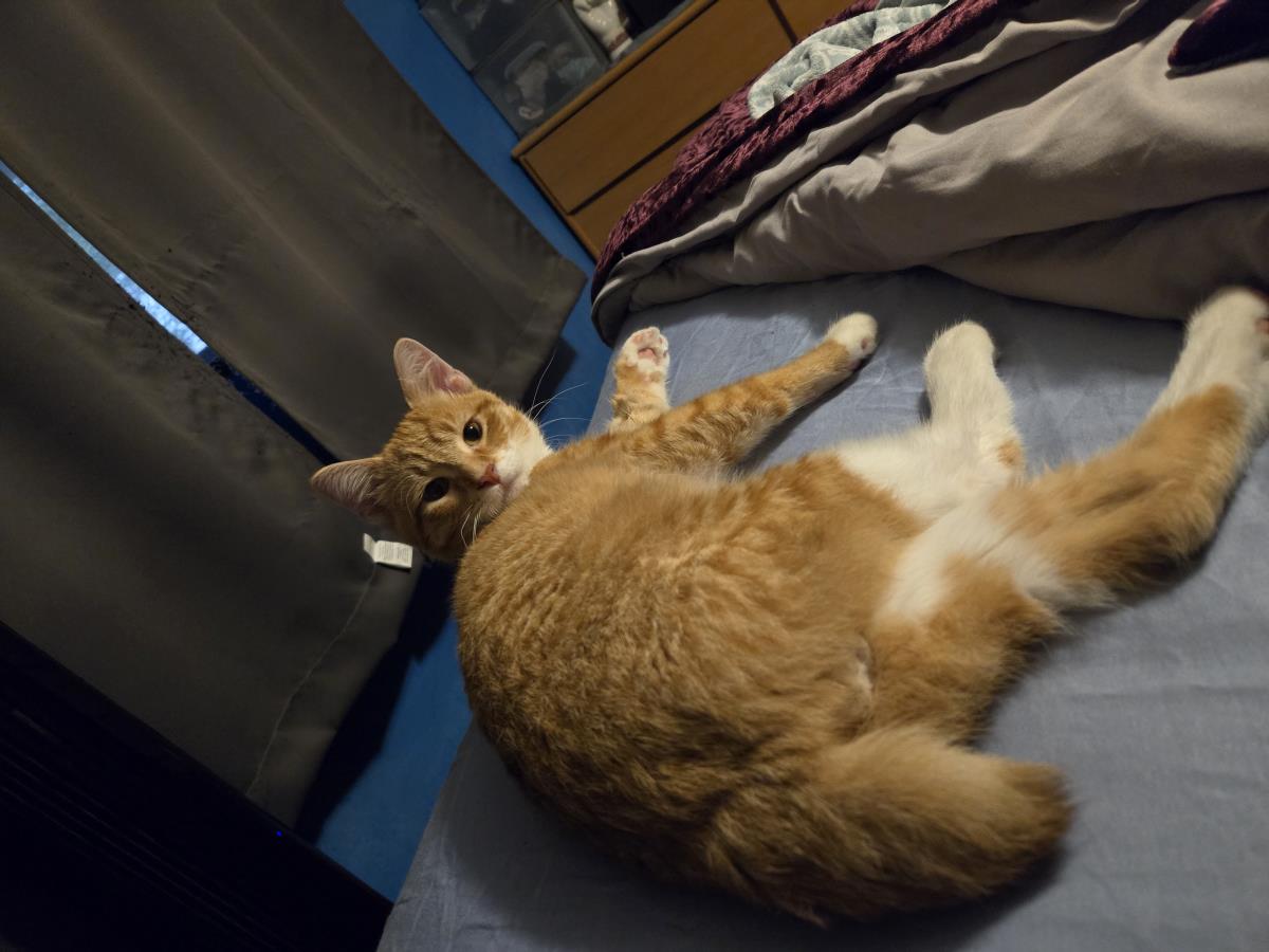 Klaus