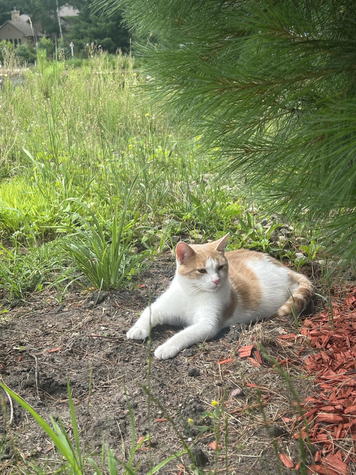 Bartholomew (Renamed Oscar)